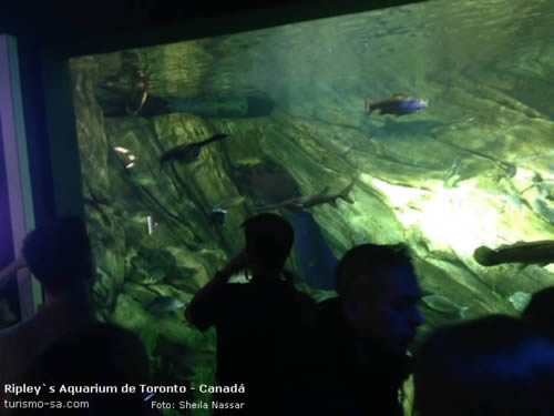 Ripley's Aquarium Toronto, Canadá