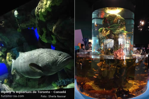 Ripley's Aquarium Toronto, Canadá