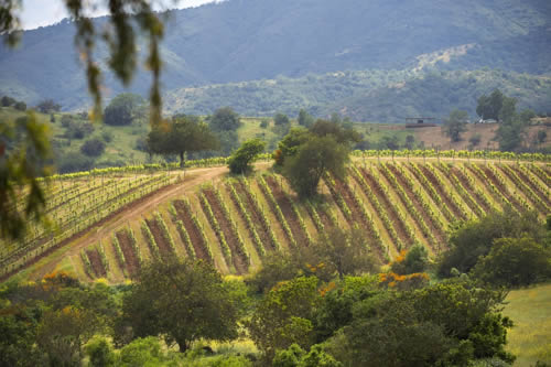 Vinícola Matetic: um projeto vitivinícola sustentável no Chile