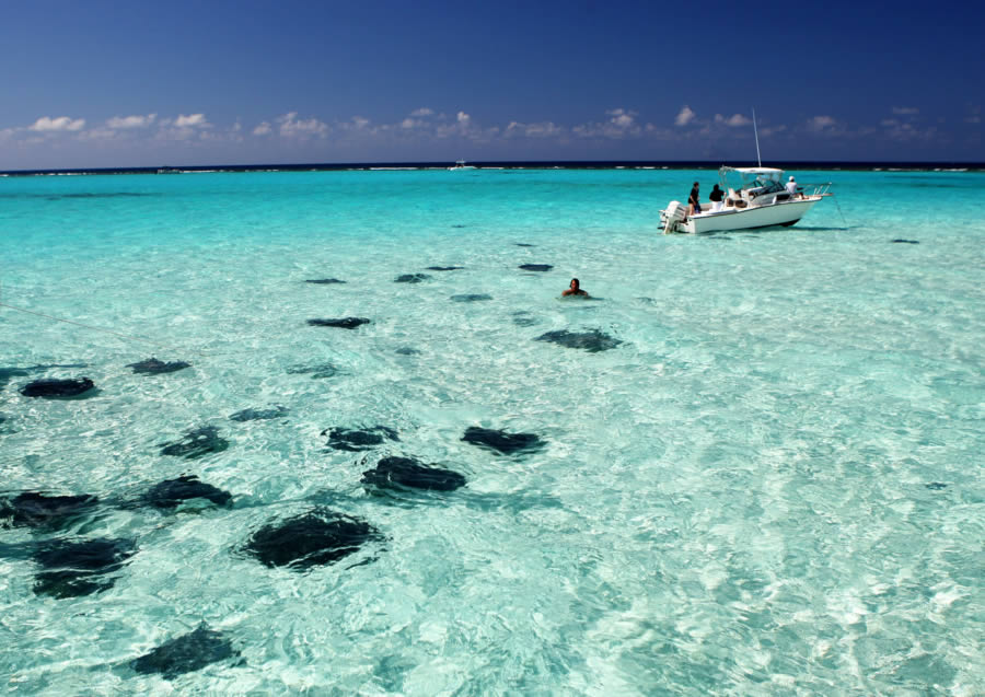 Stingray City Ilhas Cayman Island