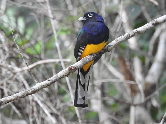 Festival de Aves de Porto Seguro - Surucu de barriga amarela (Trogon viridis) | Priscilla Sales Gomes