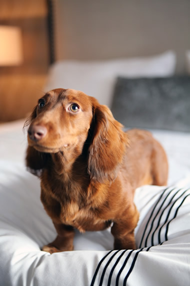 The Quin Hotel - pet friendly - Nova York - Miami - Hotel que hospeda animais - New York