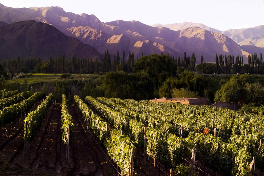 Vinhedos de Cafayate