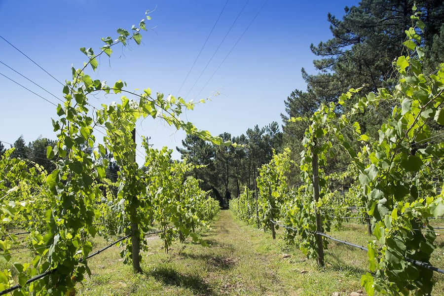 regio Vinhos Verdes portugal