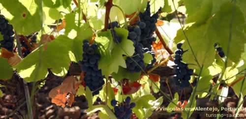 Vinicolas de Alentejo, Portugal