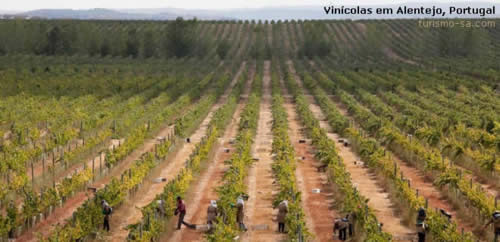 Vinicolas de Alentejo, Portugal