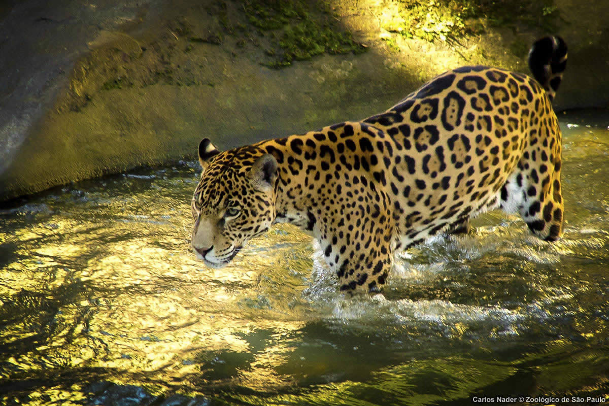 Zoolgico de So Paulo. Foto: Carlos Nader