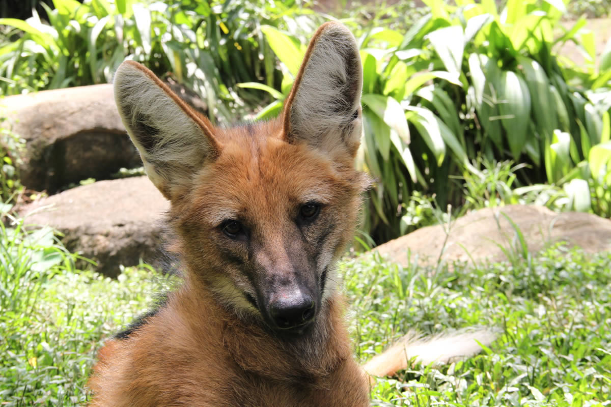 Zoolgico de So Paulo