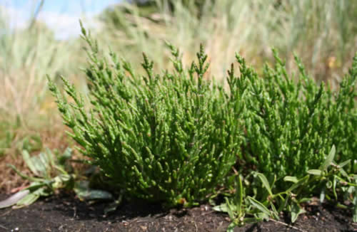 Salicornia