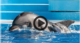 O SeaWorld San Diego, na Califórnia, anunciou em outubro o nascimento de seu 80º golfinho da espécie nariz-de-garrafa. Depois de 12 meses de gestação, a ma