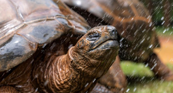 Chuva durante o passeio? Zoo de São Paulo, Jardim Botânico e Simba Safari garantem ingresso de retorno gratuito. Saiba como funciona.