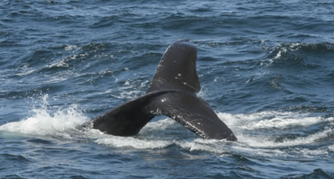 Nos dias 28 e 29 de janeiro acontece no porto Old Fisherman’s Wharf, o 7º Festival Anual de Baleias, para celebrar a migração das baleias cinzentas e criaturas marinhas locais