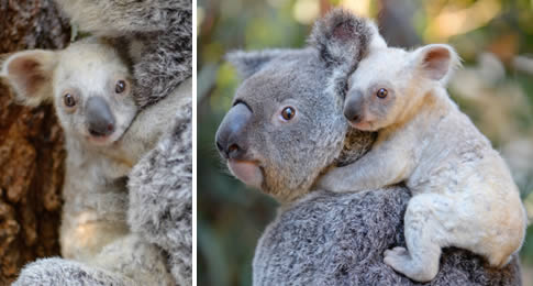 Uma onda de animação pairava sobre o Zoológico da Austrália nas últimas semanas, tudo por causa do nascimento dos bebês coalas e suas carinhas fofinhas. E agora, a estação ficou ainda mais animada com a bebê coala rara que está encantando a todos que a ve