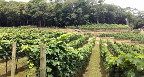 As provas ao estilo Trail Run terão premiação em vinhos e espumantes, em meio à paisagem do Roteiro do Vinho, em São Roque
