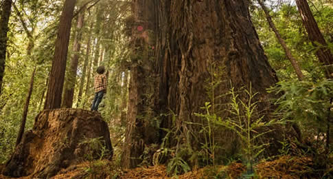 Uma das atrações para quem visita o Parque Estadual Julia Pfeiffer Burns é a trilha Ewoldsen Trail, um percurso de 3 quilômetros onde se encontram sequoias gigantes e arbustos espinhosos.
