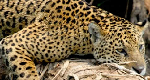 Projeto Bichos do Pantanal traz para Dia Mundial da Biodiversidade uma reflexão sobre as relações entre espécies