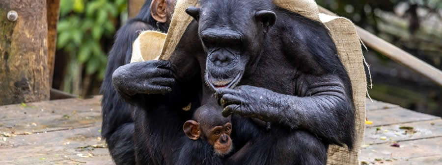 Chimpanzés tomam chá ao sol: veja como o inverno muda a rotina no Zoo de São Paulo