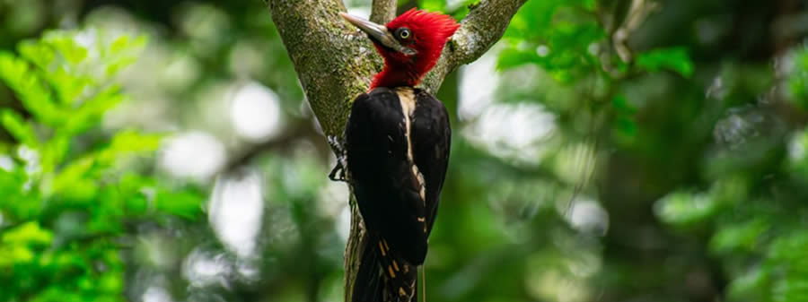 Férias de julho em São Paulo: descubra parques gratuitos, trilhas e experiências na natureza no Polo de Ecoturismo
